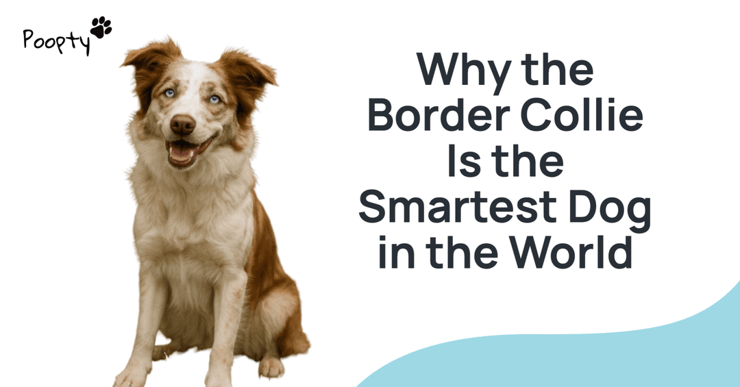 Why the Border Collie Is the Smartest Dog in the World