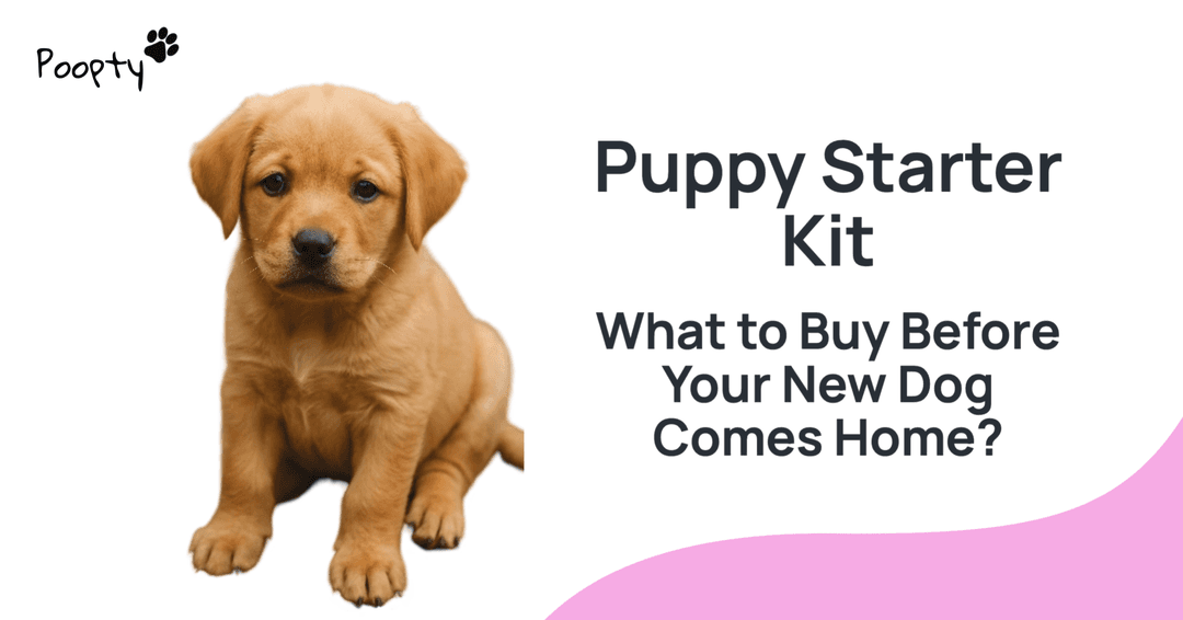 Puppy Starter Kit – What to Buy Before Your New Dog Comes Home?