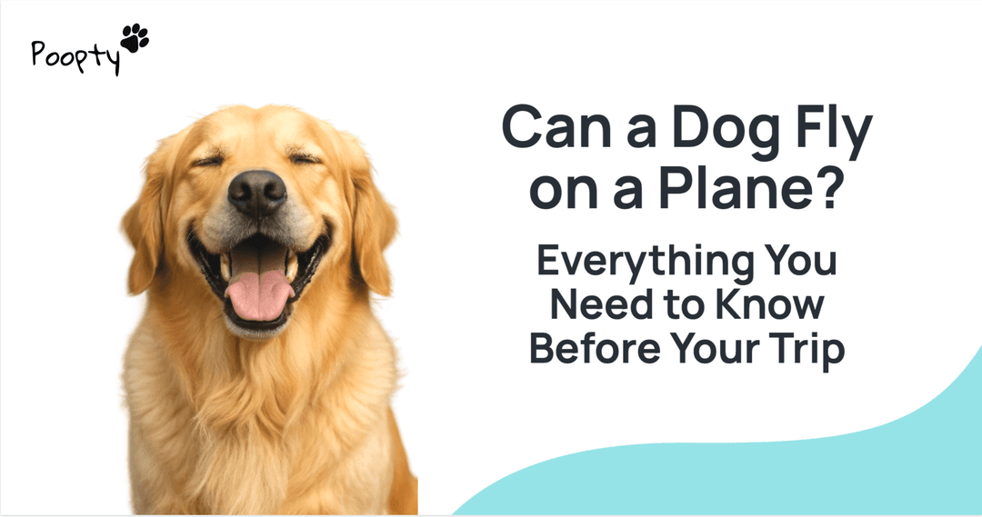 Can a Dog Fly on a Plane? Everything You Need to Know Before Your Trip (2025 Guide)